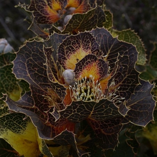 Grevillea victoria